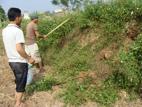 Kỳ th&uacute; chuyện săn chuột &ldquo;khủng&rdquo; ở Th&aacute;i B&igrave;nh