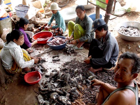 Chuyện săn chuột vui như hội