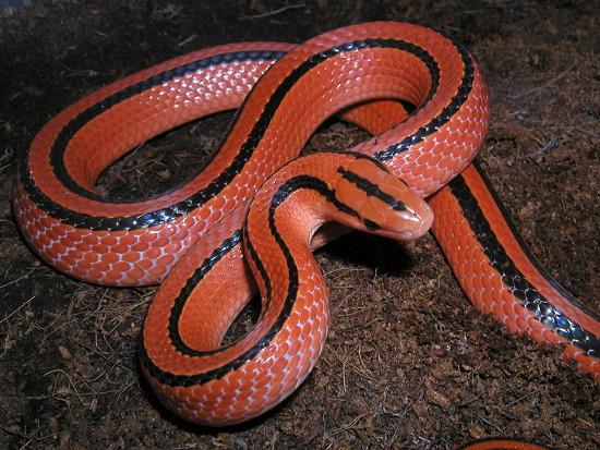 Rắn sọc đốm đỏ (Oreocryptophis porphyraceus) l&agrave; một lo&agrave;i rắn c&oacute; ngoại  h&igrave;nh quyến rũ với to&agrave;n th&acirc;n đỏ rực k&egrave;m theo hai sọc đen chạy dọc cơ thể.