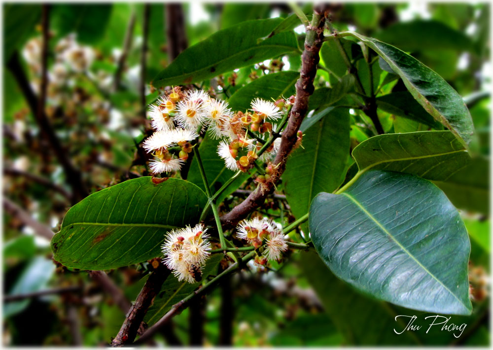 Thuốc từ c&acirc;y vối 1