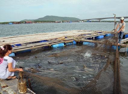 Cách đây 2 năm, vợ chồng anh Phạm Văn Dư và chị Dương Thị Hân lại mua rẻ bè cá của em gái, nay đã gầy dựng được cơ ngơi nuôi 11 ngàn con cá các loại. Trong ảnh: Hộc cá bớp nuôi 12 tháng nay đã được 9-10 kg/con.