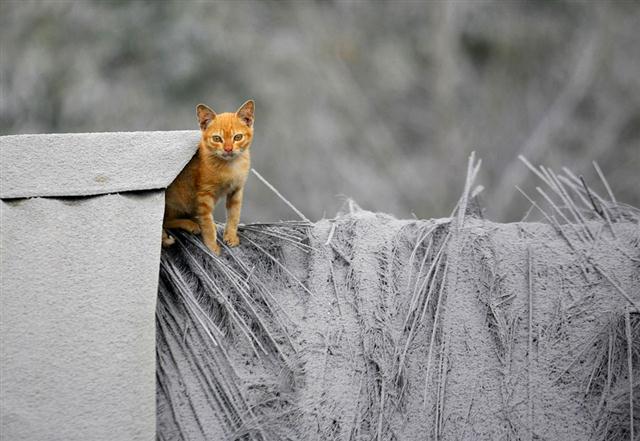 Chú mèo ngồi trên mái của một ngôi nhà bị phủ trắng tro bụi núi lửa ở Mardingding, Bắc Sumatra