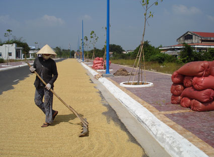 Công đoạn sấy khô đang gây hao hụt lớn nông sản của nông dân. Trong ảnh: Phơi lúa trên đường tại xã An Nhứt, huyện Long Điền.