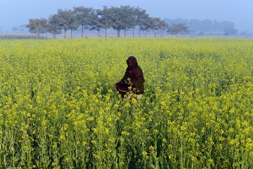Một phụ nữ Pakistan đi bộ xung quanh trong một cánh đồng hoa