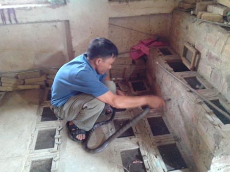  Anh Kiên tay không bắt rắn.