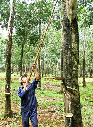Khai thác mủ tại Công ty TNHH MTV Cao su Bà Rịa.