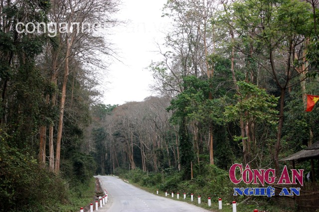Một góc rừng săng lẻ Tương Dương