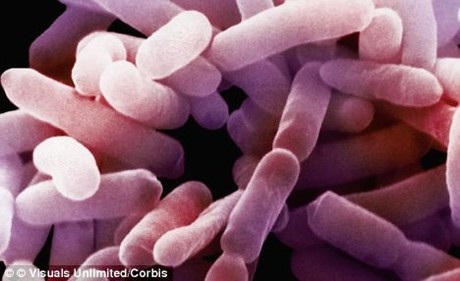 Vi khuẩn enterobacter.