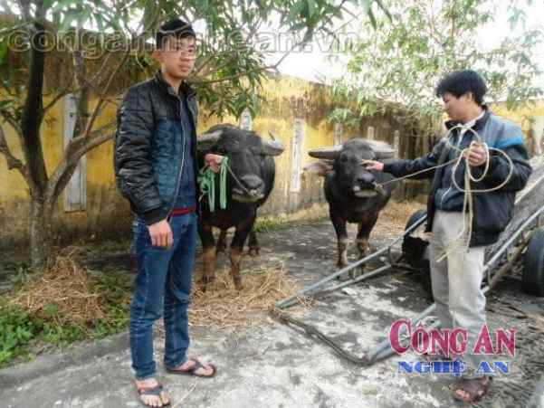 Hai gia đình nhận lại trâu bị trộm