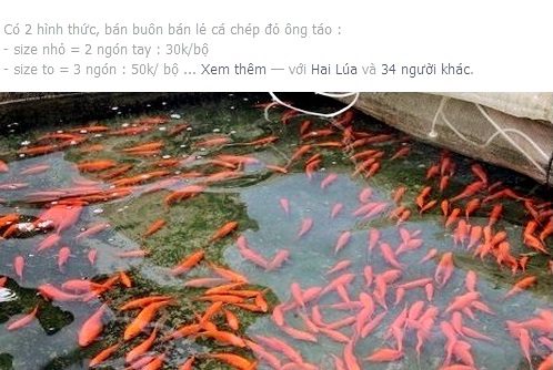 Cá chép đỏ phục vụ tết ông Công, ông Táo được bán tràn lan trên mạng
