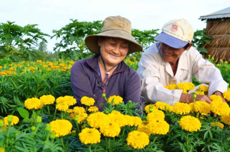 Thu hoạch cúc vạn thọ ở Châu Thành, An Giang