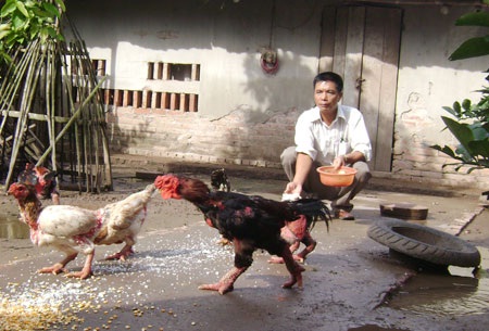 Gà Đông Cảo.