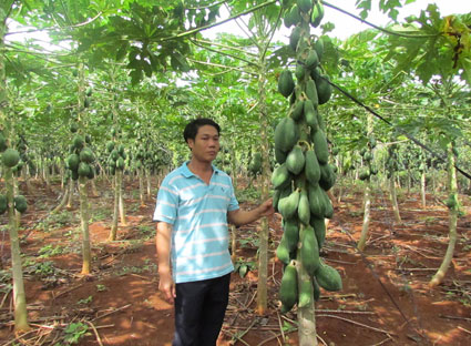 Anh Nguyễn Hồng Phi bên vườn cây đu đủ cho hiệu quả kinh tế cao. 