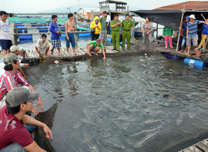 Các cơ quan chức năng lấy thông tin, mẫu nước, mẫu cá chết tại hiện trường vụ chết 11 tấn cá nuôi trên sông Chà Và ngày 25-12-2013. Ảnh: Đỗ Hoàng.