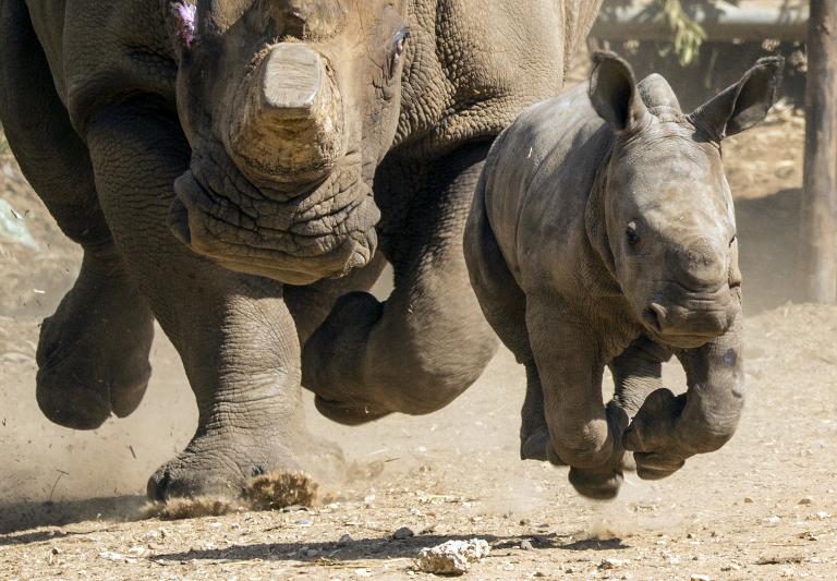 Chú tê giác trắng ba tuần tuổi chạy chơi với tê giác mẹ Tanda, 21 tuổi, ở một vườn thú Ramat Gan Safari, thành phố Tel Aviv, Israel