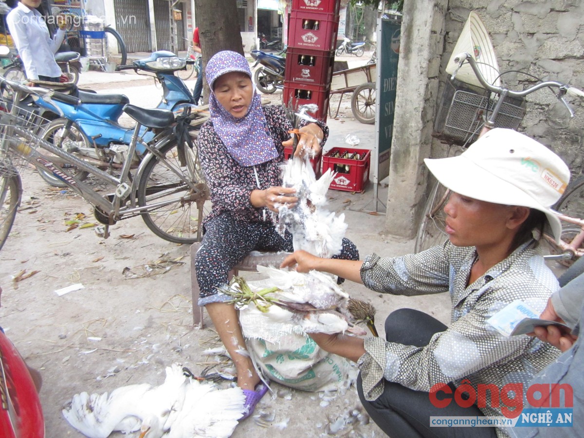 Tại các chợ huyện Diễn Châu, chim, cò được bày bán rất nhiều
