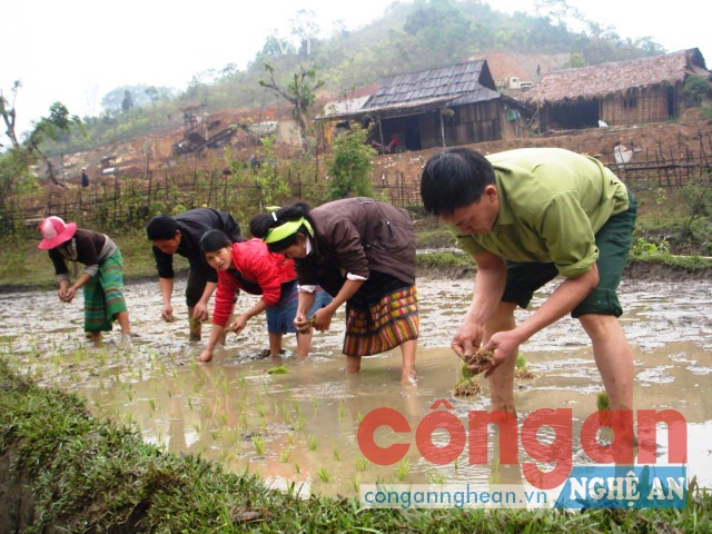 Cán bộ tăng cường cùng nhân dân lao động sản xuất