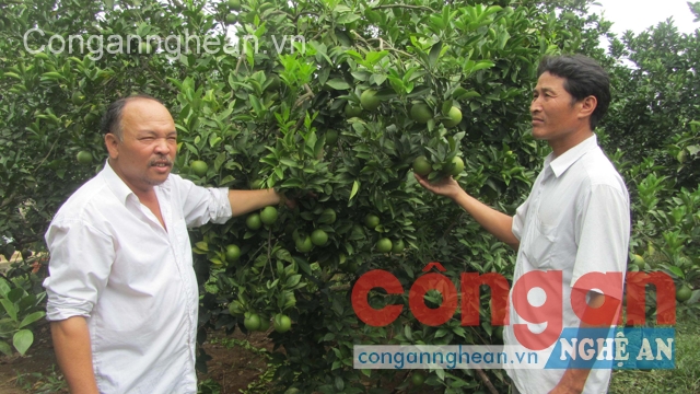 Ông Bình (trái) bên vườn cam của mình