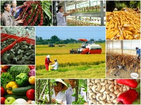 Tính bền vững của tái cơ cấu ngành Nông nghiệp phải dựa trên cơ sở nền tảng quan trọng nhất là nâng cao đời sống cho người nông dân.
