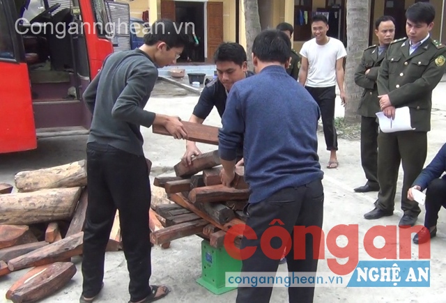 Lực lượng Kiểm lâm kiểm tra số gỗ thu được