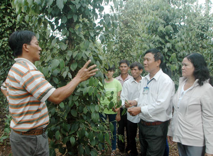 Trung tâm hỗ trợ nông dân, Hội Nông dân tỉnh phối hợp với UBND xã Suối Rao, huyện Châu Đức tổ chức hướng dẫn kỹ thuật trồng tiêu cho nông dân