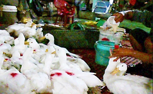 ... múc tạp chất đổ vào phễu