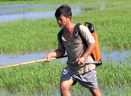 Nông dân xã An Ngãi, huyện Long Điền chăm sóc ruộng lúa vụ đông xuân 2014-2015.