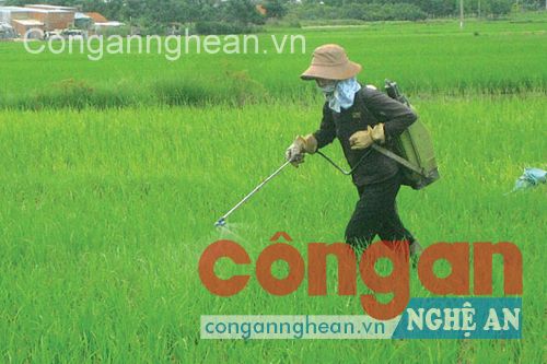 Do nhận thức hạn chế, không ít nông dân sử dụng thuốc BVTV một cách tràn lan