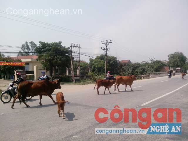 Đàn bò nghênh ngang trên QL46 tiềm ẩn nguy cơ xảy ra tai nạn giao thông