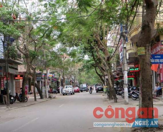 Cây xanh trên đường Đinh Công Tráng - TP Vinh