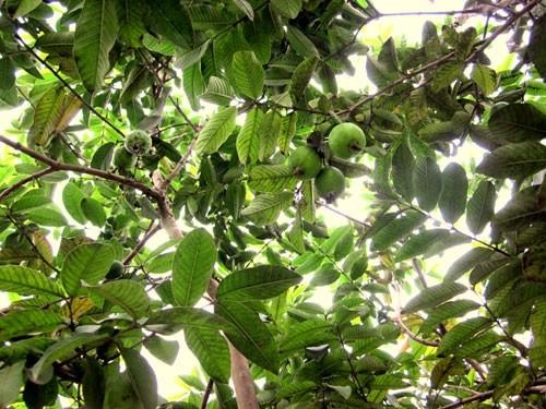 Cây ổi được trồng phổ biến trên khắp cả nước