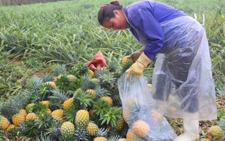 Nông dân lại điêu đứng vì điệp khúc “được mùa nhưng rớt giá”