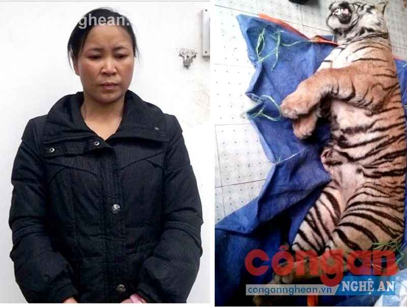 Đối tượng cùng tang vật là cá thể hổ đông lạnh bị Công an huyện Thanh Chương bắt giữ trong Chuyên án 1114ĐV