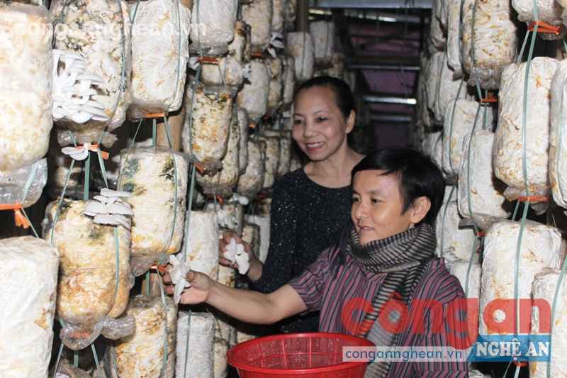Bà Nguyễn Thị Hà, Giám đốc Trung tâm Dạy nghề và tạo việc làm người khuyết tật Nghệ An hướng dẫn học viên thu hoạch nấm