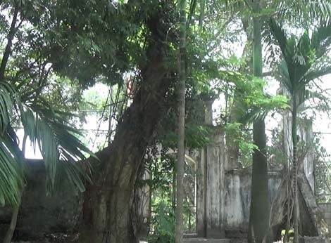 Hằng đêm, dân làng thuê hai thanh niên canh gác cây.