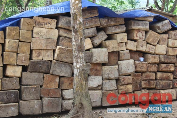 Số lượng gỗ Đội kiểm lâm cơ động và PCCC rừng số 3 thu     giữ của lâm tặc 