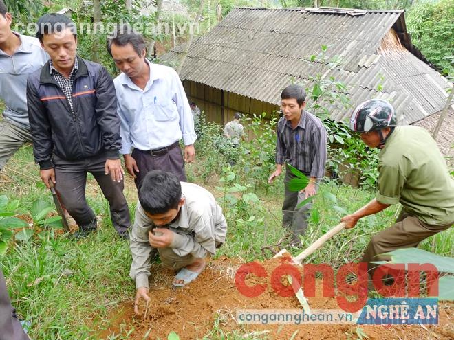 Người dân xã Hạnh Dịch, huyện Quế Phong trồng mây dự án  từ nguồn vốn hỗ trợ của Chương trình 30a 
