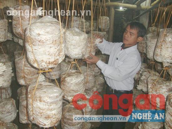 Đào tạo nghề cho lao động nông thôn  cần được quan tâm để đáp ứng yêu cầu xây dựng nông thôn mới   (Trong ảnh: Nghề trồng nấm đang phát triển ở nông thôn)