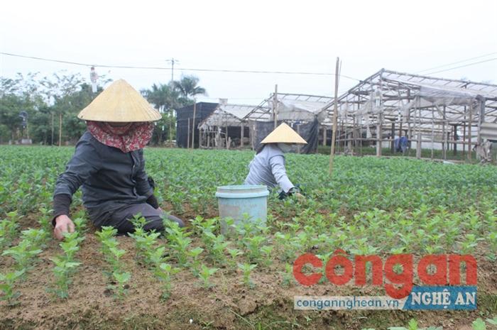 Cần có sự đầu tư, khuyến khích người nông dân                     chuyển đổi cơ cấu nông nghiệp