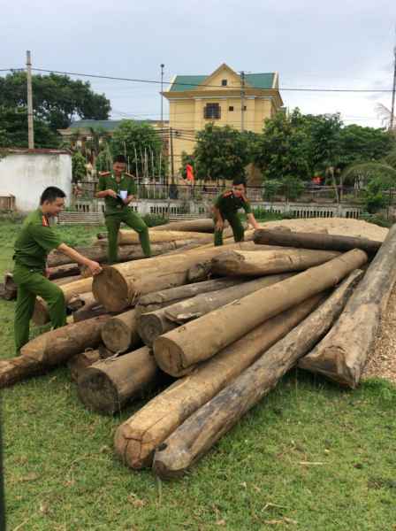 Số gỗ lậu đang tạm giữ