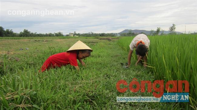 Tranh thủ thời gian nghỉ hè, nhiều em ra đồng bắt cua                    đem bán để lấy tiền mua sách vở