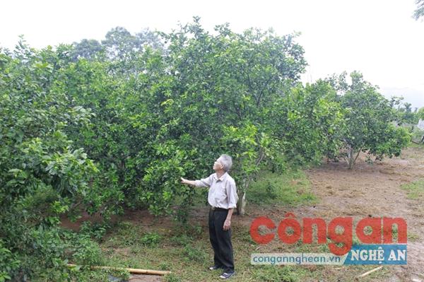 Ông Năm chăm sóc vườn cam của gia đình 