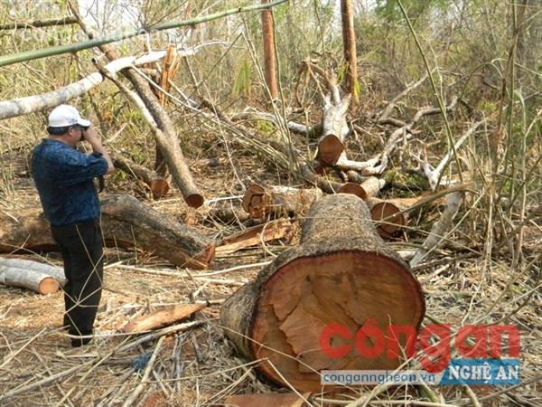 Thời gian qua đã phát hiện hàng trăm vụ tàn phá rừng  gây bức xúc trong dư luận