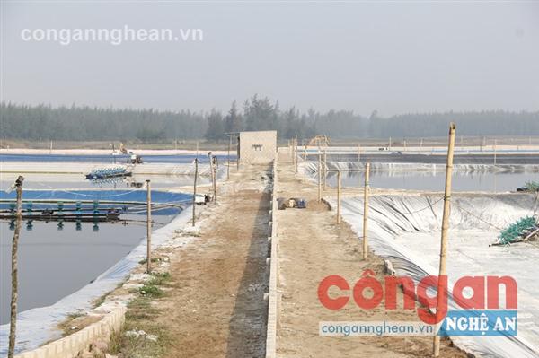 Nghề nuôi tôm thẻ chân trắng đang phát triển mạnh ở tỉnh ta
