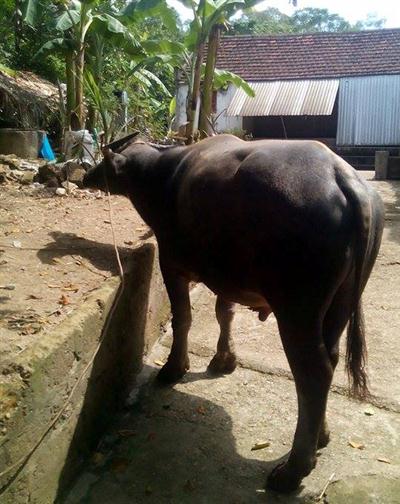 Con trâu  mà Hoàng trộm của gia đình ông Quảng