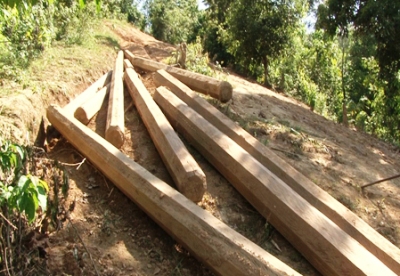 Phát hiện gỗ táu bị tịch thu ( Ảnh tổng hợp ).