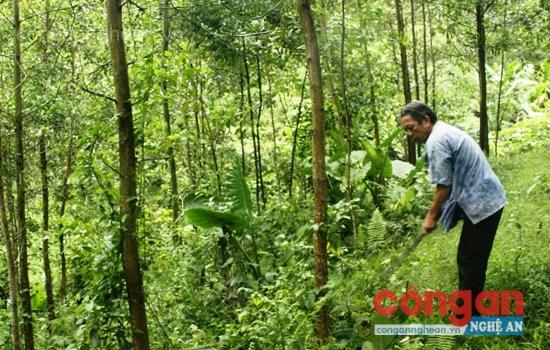 Hộ gia đình ở huyện Tân Kỳ chăm sóc rừng trồng