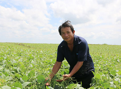 Với hơn 4ha đậu xanh, mỗi năm ông Nguyễn Văn Thái (thôn 1, xã Suối Rao) thu lãi khoảng 20 triệu đồng.