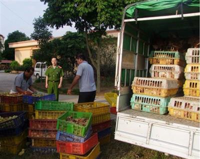 Vận chuyển gia cầm không giấy phép là vi phạm pháp luật. Ảnh minh họa