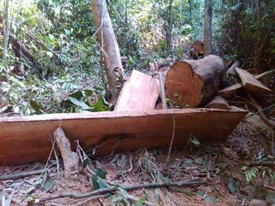 Phát hiện và tịch thu gỗ lậu (Ảnh minh họa)